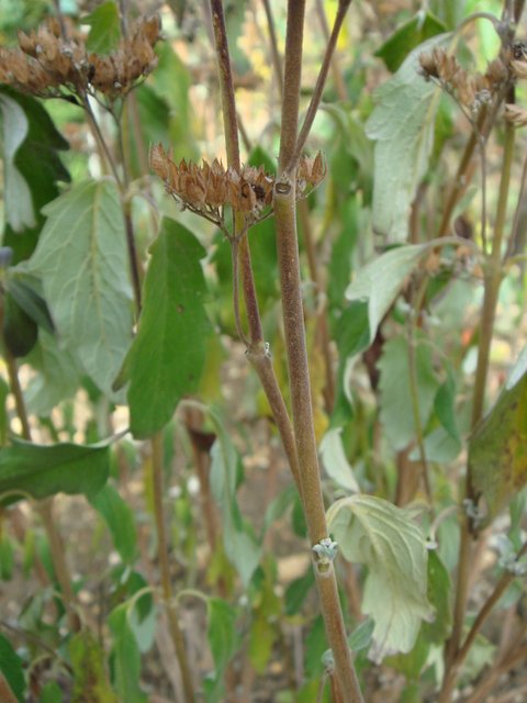 Caryopteris x clandonensis rameau